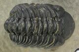 Austerops Trilobite With Gerastos - Ofaten, Morocco #363028-2